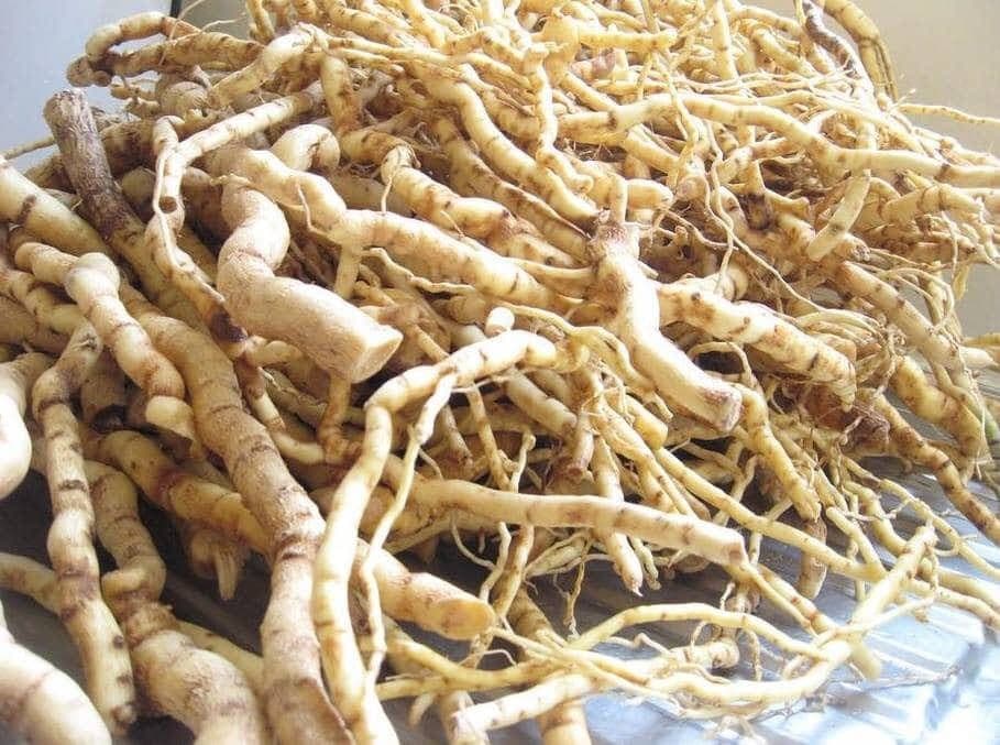 Kimbiolongo en Racines 40g